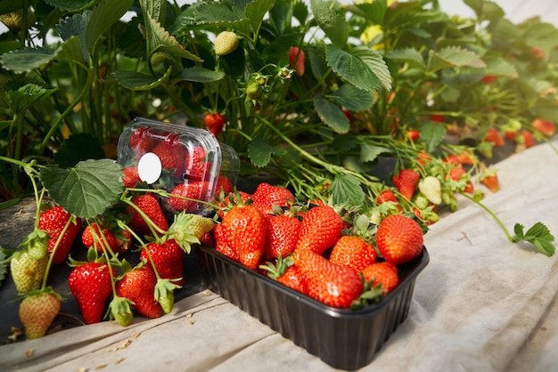 Red delicious ripe strawberry in special black box