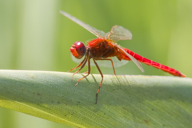 Red dragonfly on leaf close up