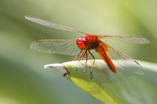 Red dragonfly on leaf close up