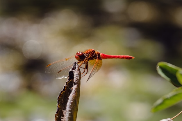 Красная стрекоза сидит на засохшем листе