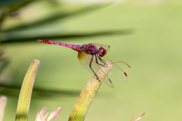 Red dragonfly on plant close up