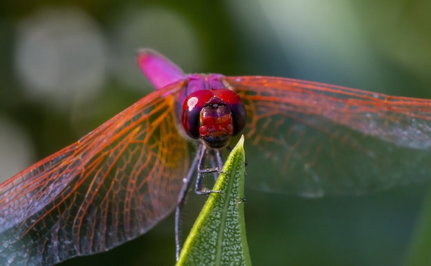 Red dragonfly on plant close up