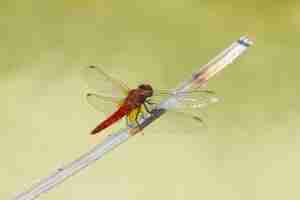 Foto gratuita libellula rossa sulla fine della pianta su