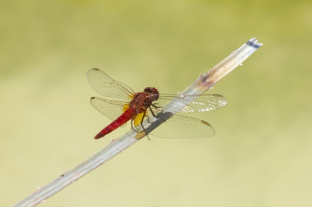 Red dragonfly on plant close up