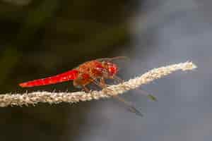 Foto gratuita libellula rossa sul primo piano della pianta