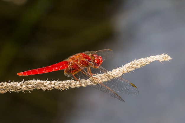 Red dragonfly on plant closeup