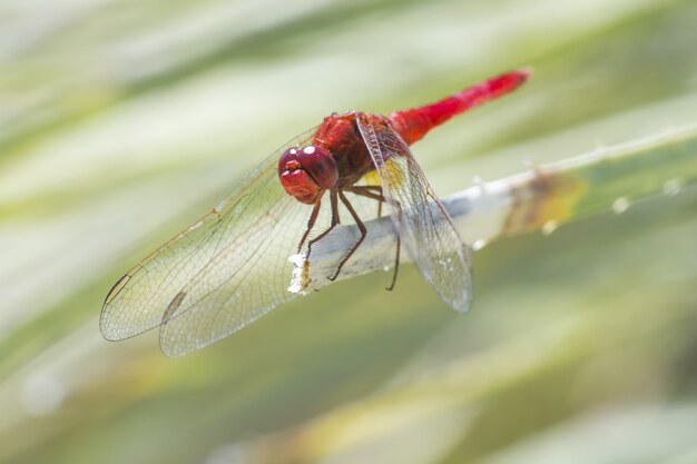 Red dragonfly sitting on leaf close up