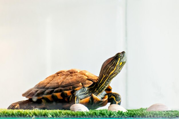 Red ear turtle sunbathing in aquaterrarium, water tiger turtle (trachemys dorbigni)