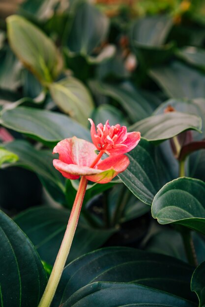 Red exotic flower with green leaves