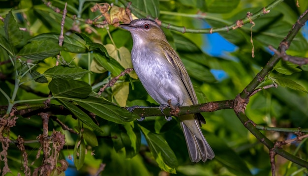 無料写真 アカメモズモドキ（vireo olivaceus）