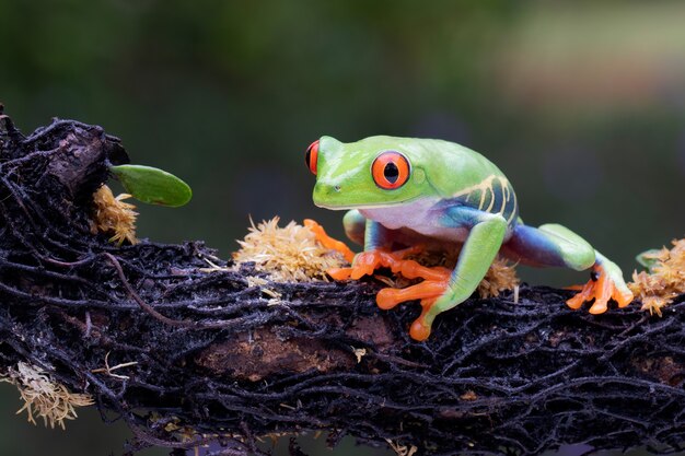 枝にぶら下がっているアカメアマガエル