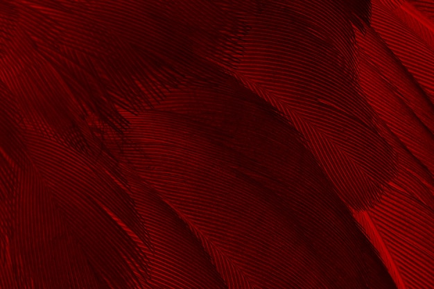 Red feather pattern texture background