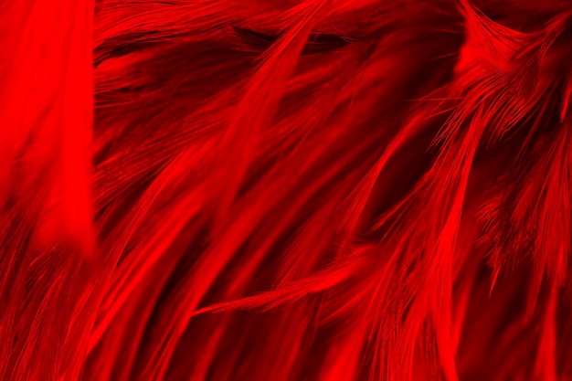 Красное перо текстура фон