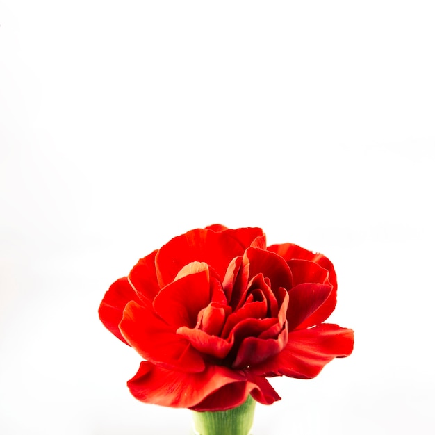 Red flower against white background