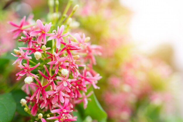 Red flower background.