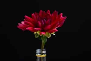 Free photo red flower in a bottle with a black wall