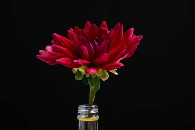 red flower in a bottle with a black wall