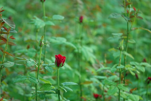 Red flower on cocoon with background out of focus