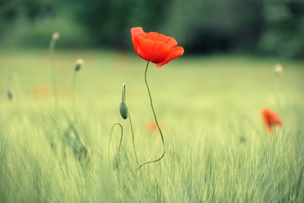낮 동안 푸른 잔디 필드에 붉은 꽃