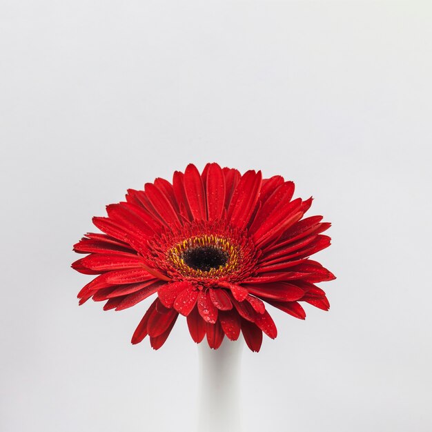 Red flower inside a vase