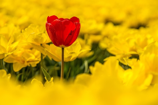 red flower surrounded by yellow flowers at daytime