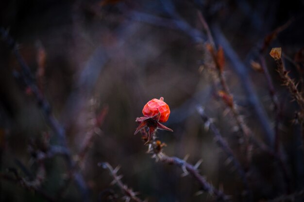 Red flower on a thick dry branch with thorns