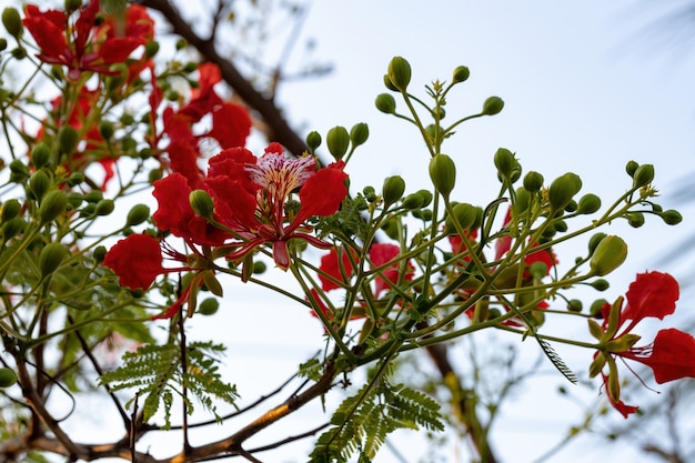 Red flower of the tree flamboyant of the species delonix regia with selective focus Premium Photo