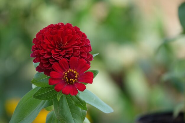 Red flower with background out of focus