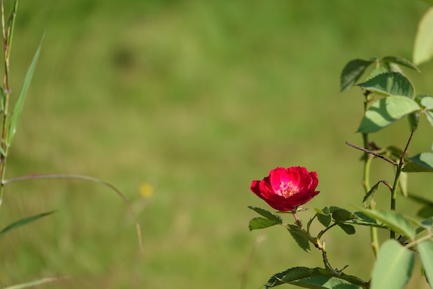 Foto gratuita fiore rosso con sfondo fuori fuoco