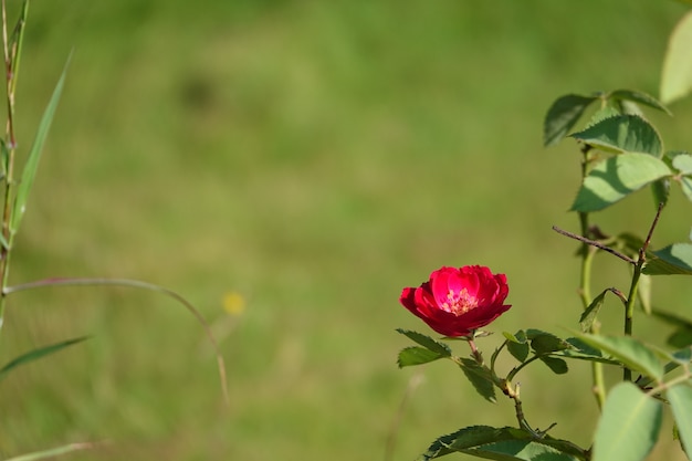 Красный цветок с фоном из фокуса