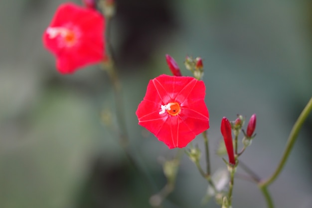 배경 흐리게와 붉은 꽃