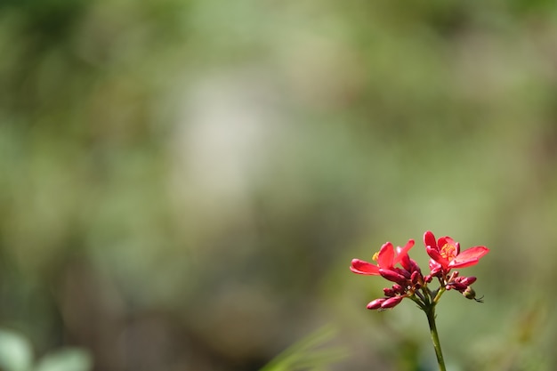 ぼやけた背景に赤い花