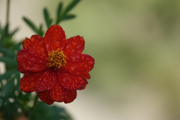 Red flower with defocused background of a garden