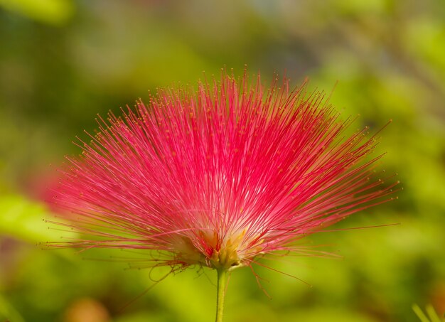 Red flower with thorny petals