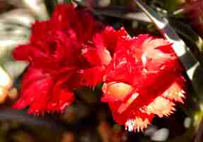 Free photo a red flower with a white border