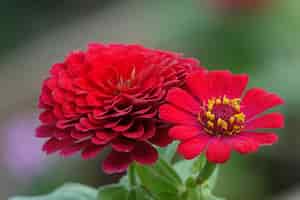 Бесплатное фото Красный цветок