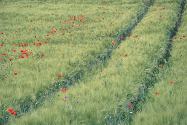 Красные цветы в поле в дневное время