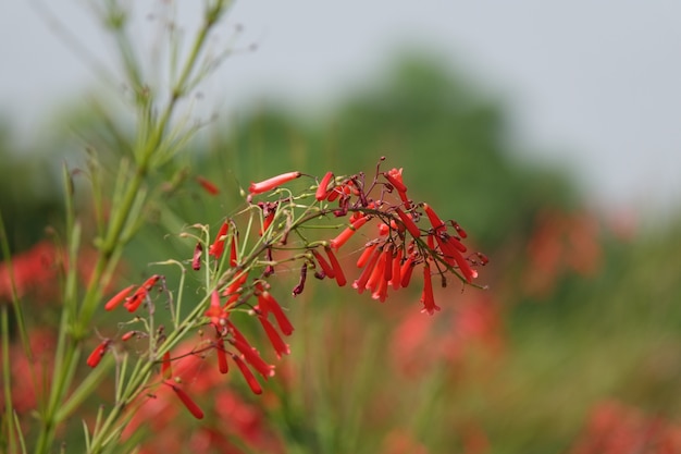 Free photo red flowers hanging on a green twig