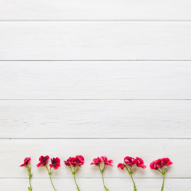 Red flowers in a row