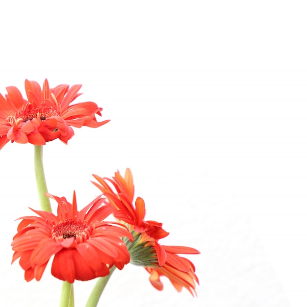 Red Flowers on White Background for Anniversary, Birthday, Wedding Floral Frame