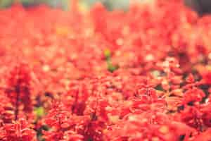 Free photo red flowers