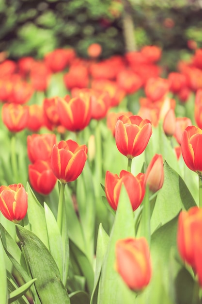 Red flowers