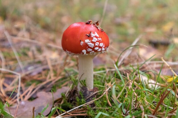 Red fly agaric mushroom in a natural environment