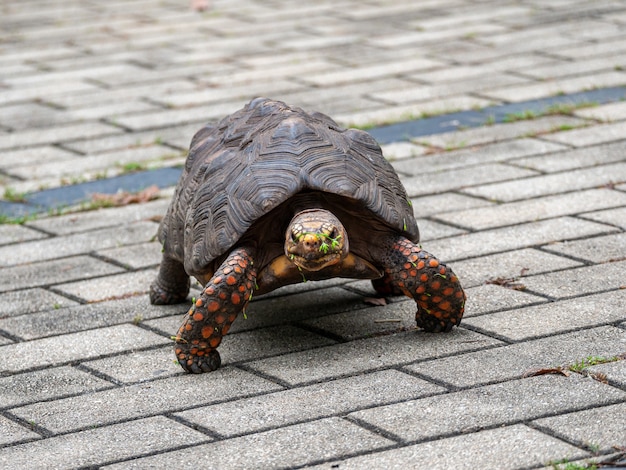 無料写真 公園を歩くアカアシガメ