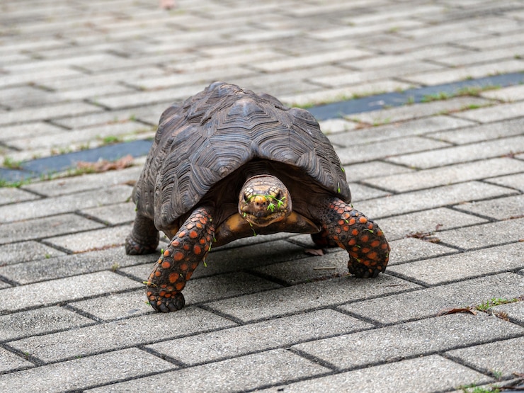 Free Photo red-footed tortoise walking in the park