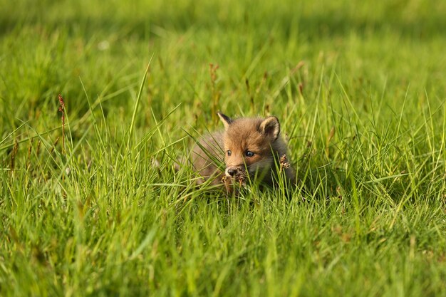 Red fox baby crawls in the grass