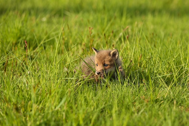 Red fox baby crawls in the grass