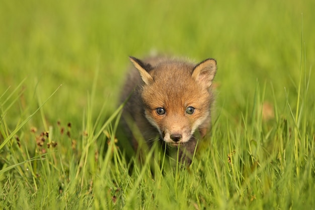 Foto gratuita il cucciolo di volpe rossa striscia nell'erba