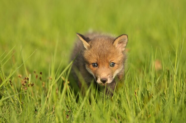 Red fox baby crawls in the grass