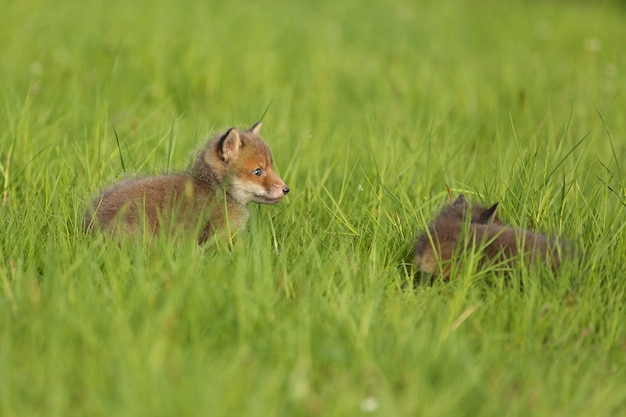 Red fox baby crawls in the grass